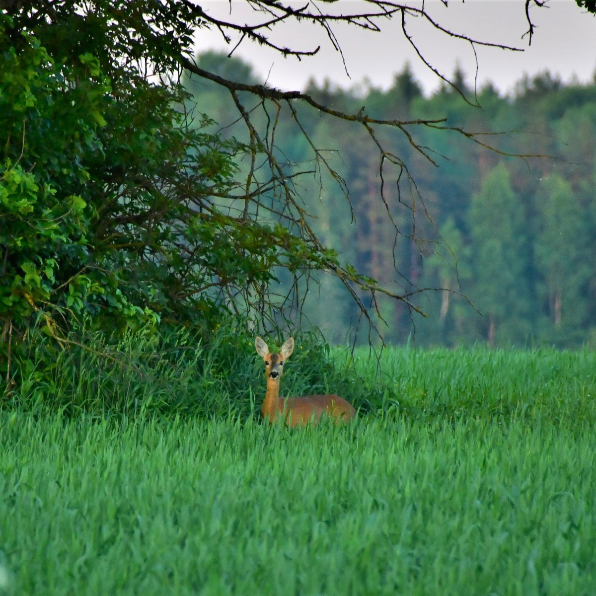 No 1.jūnija Latvijā sākas stirnu āžu medību sezona