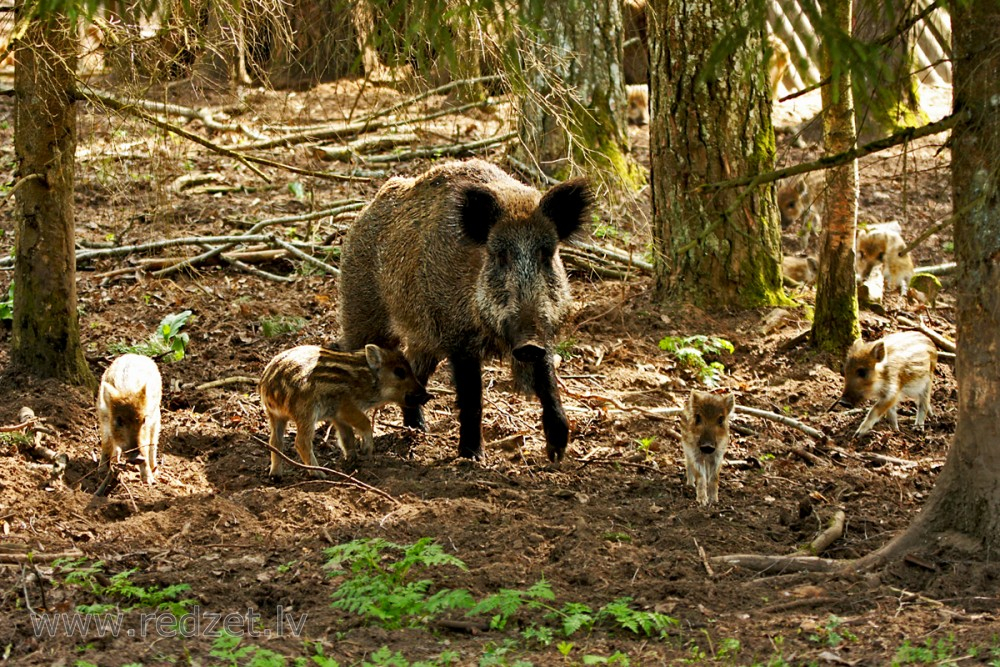 PVD: ĀCM uzliesmojumi mājas cūku novietnēs notiek tieši vasaras mēnešos. Jēkabpils novads riska zonā