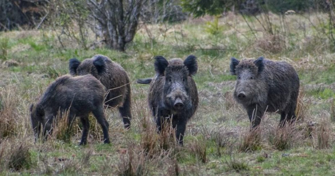 Jēkabpils novada Asares un Kalna pagastos kopā četrām mežacūkām konstatēts Āfrikas cūku mēris