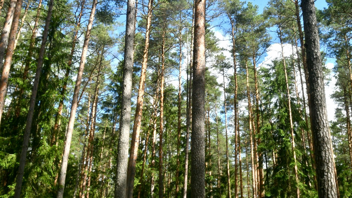 Jēkabpils novada pašvaldība izsolē pārdos 3500 kubikmetrus koksnes
