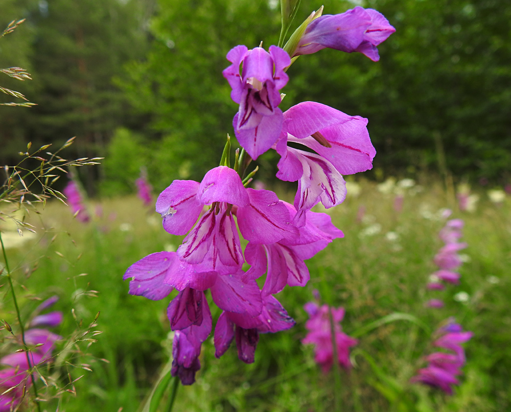 Jēkabpils novada dabas liegumā atrastas aizsargājamās Jumstiņu gladiolas