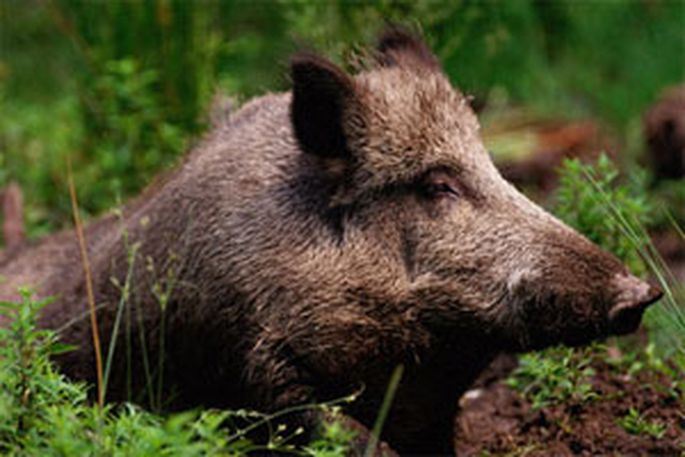 Āfrikas cūku mēris pagājušajā nedēļā Jēkabpils novadā konstatēts sešām mežacūkām - Mežārē un Asarē