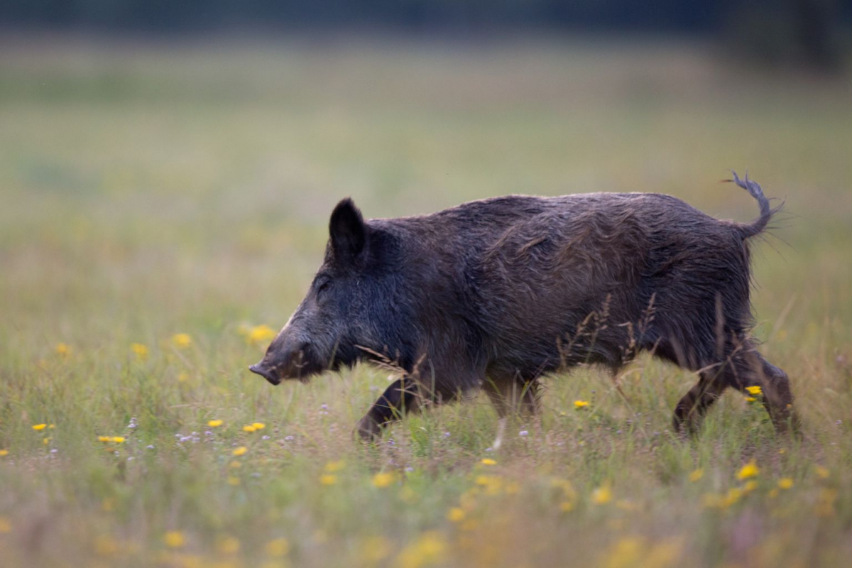 Pagājušajā nedēļā septiņām mežacūkām Jēkabpils novadā konstatēts Āfrikas cūku mēris