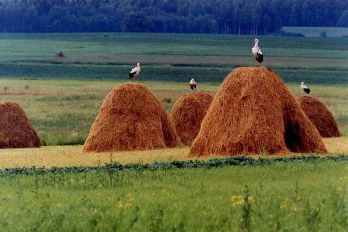 Kāds laiks gaidāms augustā - Rudzu, Viršu un Sēņu mēnesī? Dabas vērotāja piezīmes