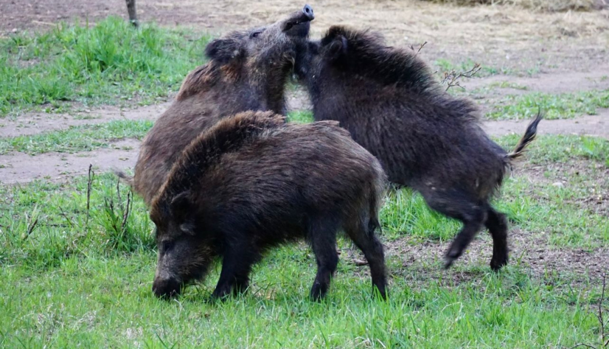 Āfrikas cūku mēris pagājušajā nedēļā Jēkabpils novadā konstatēts - Kūku, Saukas, Ābeļu, Kalna, Mežāres un Vīpes pagastos