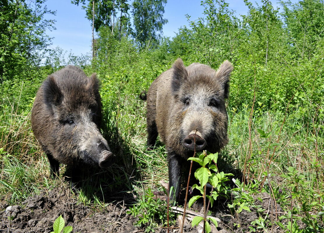 Āfrikas cūku mēris pagājušajā nedēļā Jēkabpils novadā konstatēts Variešu, Gārsenes un Kalna pagastos