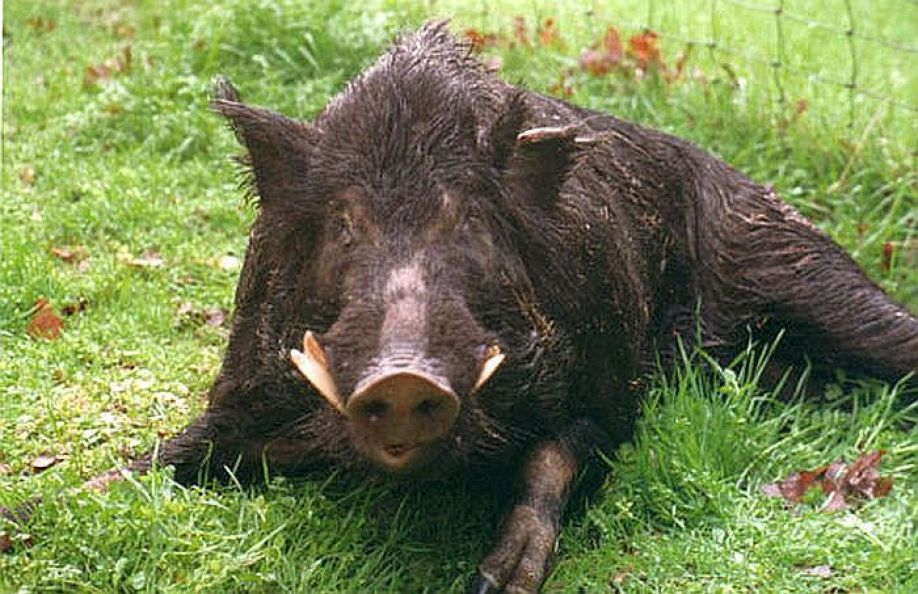 Āfrikas cūku mēris pagājušajā nedēļā Jēkabpils novadā konstatēts mežacūkām Variešu, Dinājas, Ābeļu un Salas pagastos