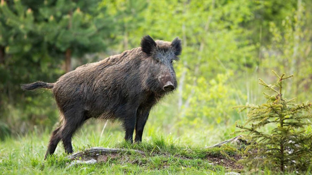 Arī pagājušajā nedēļā Jēkabpils novadā atklāj jaunus Āfrikas cūku mēra gadījumus mežacūkām