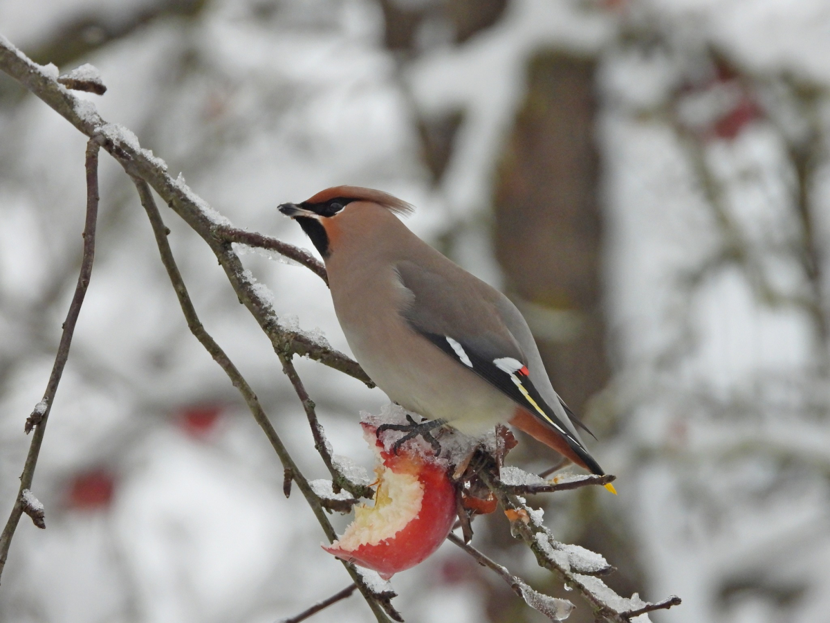 Kāds laiks gaidāms decembrī - Vilku, Ziemas un Svētku mēnesī. Dabas vērotāja piezīmes