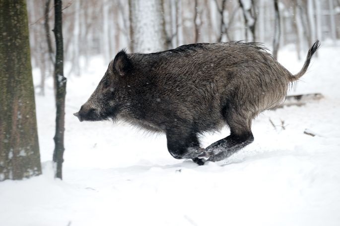 Āfrikas cūku mēris pagājušajā nedēļā Jēkabpils novadā konstatēts meža cūkām Mežāres un Salas pagastos