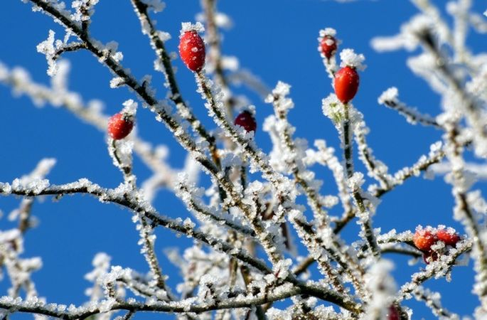 Stiprs kailsals saglabāsies visu nedēļu