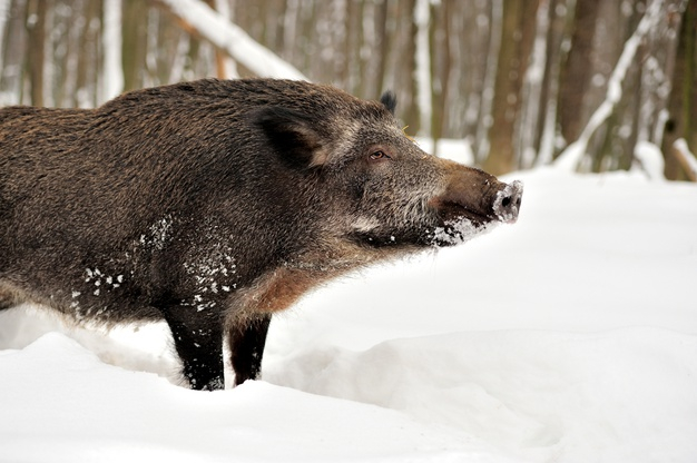 Āfrikas cūku mēris pagājušajā gadā Latvijā konstatēts 1002 mežacūkām, pagājušajā nedēļā - 15, tajā skaitā - sešām Jēkabpils novadā