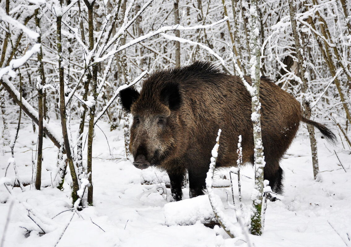 Pagājušajā nedēļā Āfrikas cūku mēris konstatēts sešām mežacūkām Viesītes pagastā