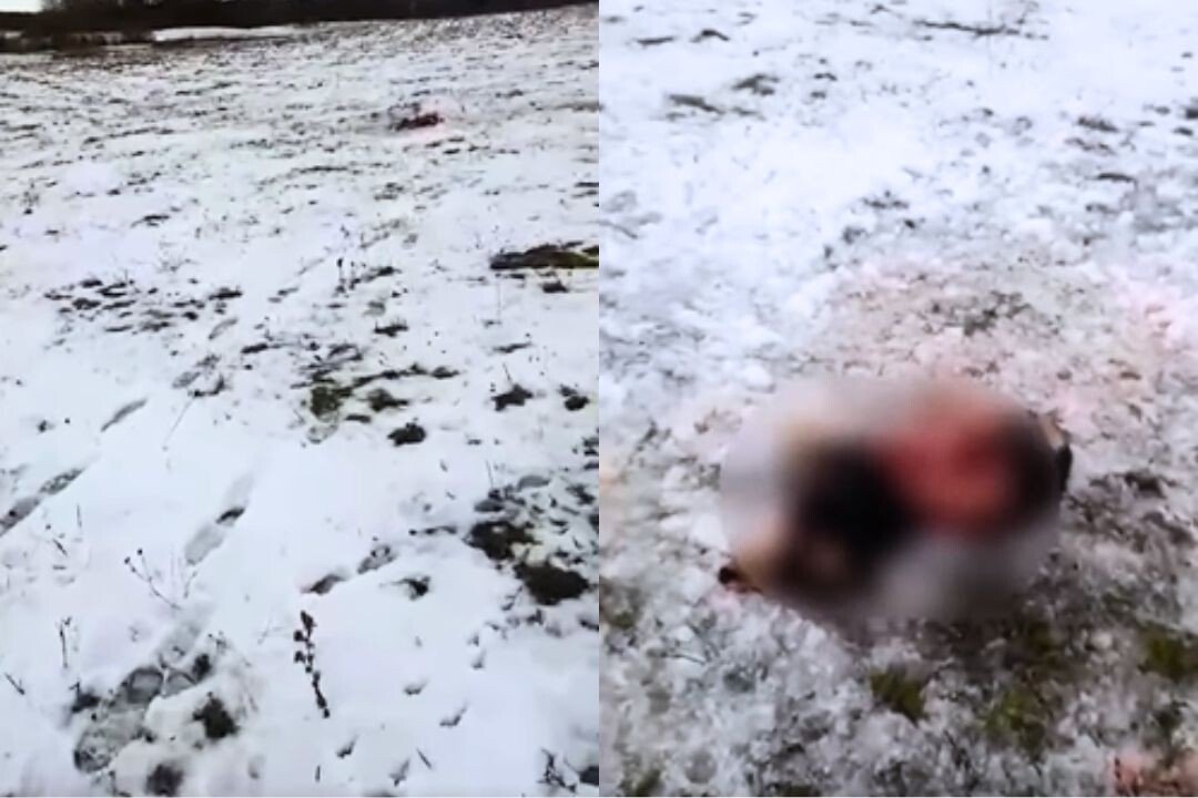 Jēkabpils novada Asarē sirojuši vilki – saplosījuši un ēduši vietējo suni (VIDEO)