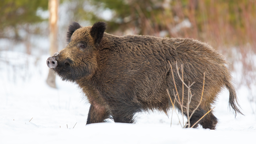 Āfrikas cūku mēris pagājušajā nedēļā Jēkabpils novadā konstatēts septiņām mežacūkām - Salas un Viesītes pagastos