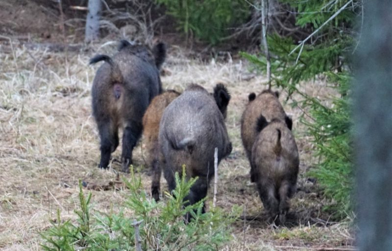 Āfrikas cūku mēris pagājušajā nedēļā Jēkabpils novadā konstatēts 16 mežacūkām