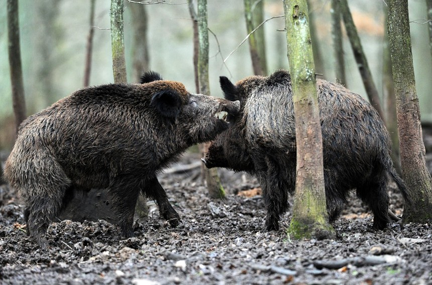 Āfrikas cūku mēris pagājušajā nedēļā Jēkabpils novadā konstatēts 21 mežacūkai