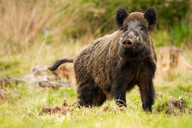 Āfrikas cūku mēris pagājušajā nedēļā Jēkabpils novadā atklāts trim mežacūkām