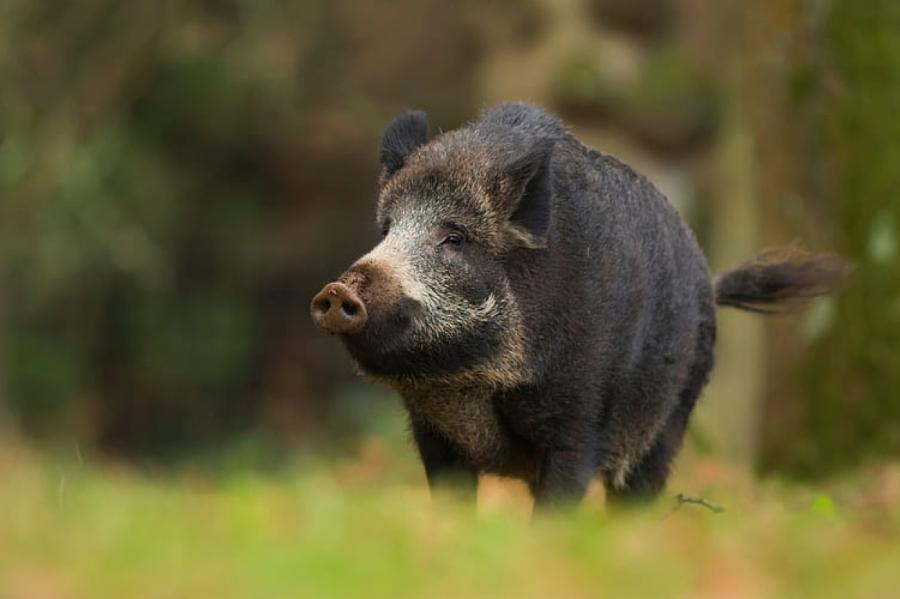 Āfrikas cūku mēris pagājušajā nedēļā konstatēts mežacūkām Sēlpils un Viesītes pagastos