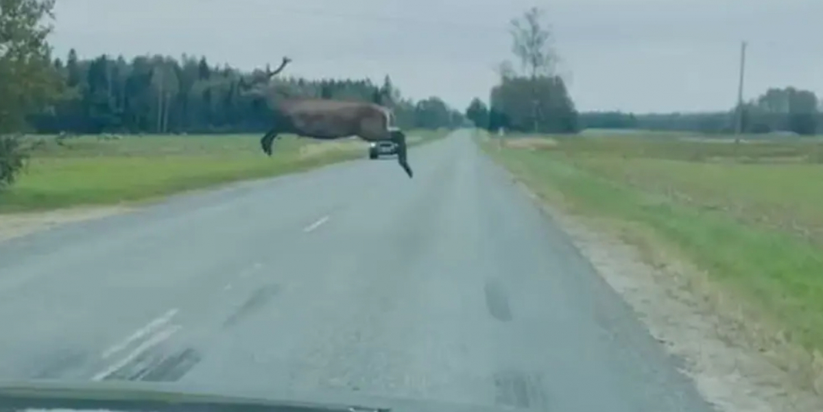 Sēlpilī sadursmē ar meža zvēru cietis auto vadītājs