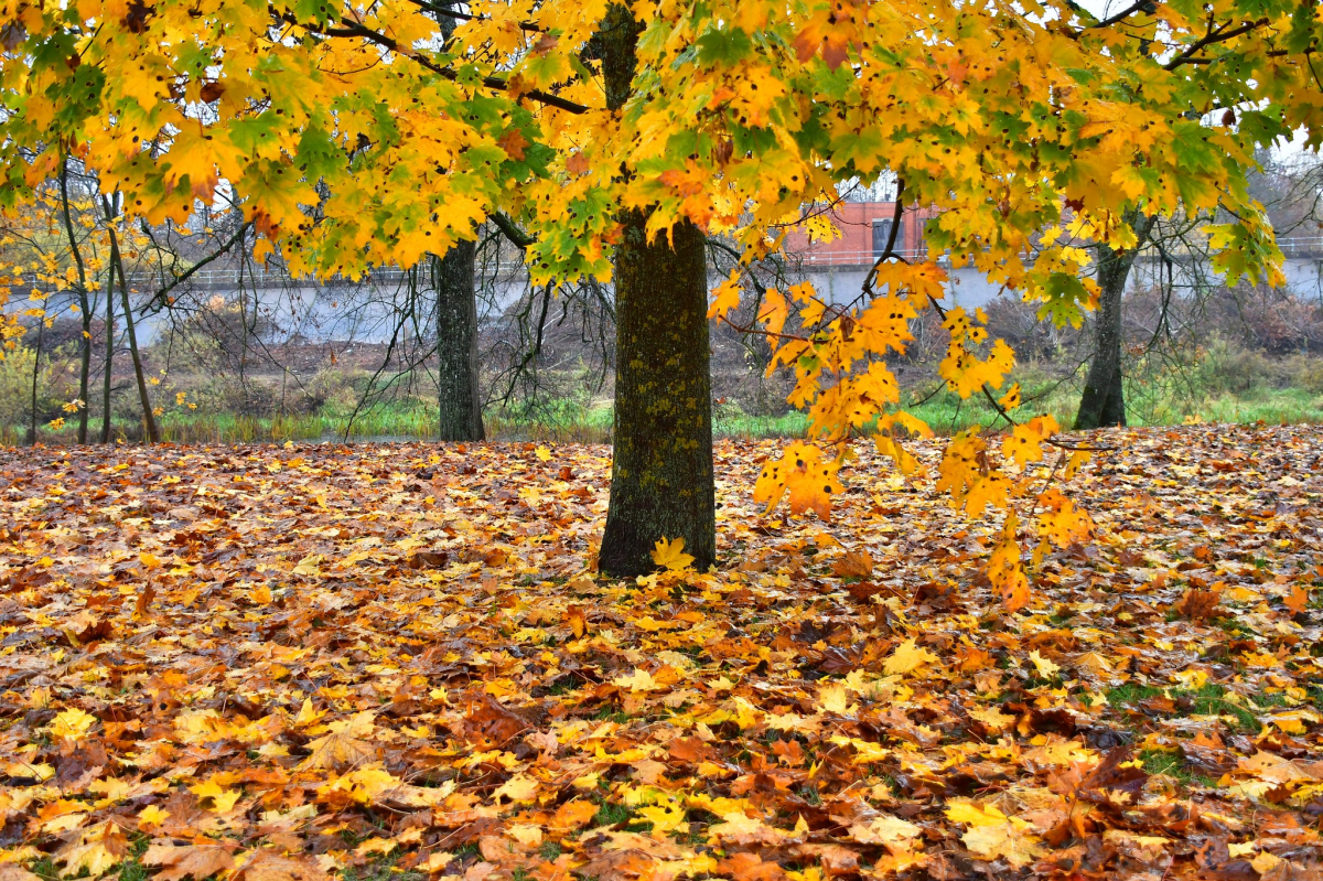 Jēkabpils Radio1 ziņas 2025.gada 29.oktobrī