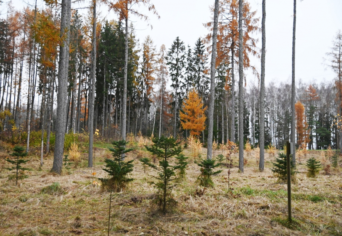 Jēkabpils Radio1 ziņas 2025.gada 4.novembrī