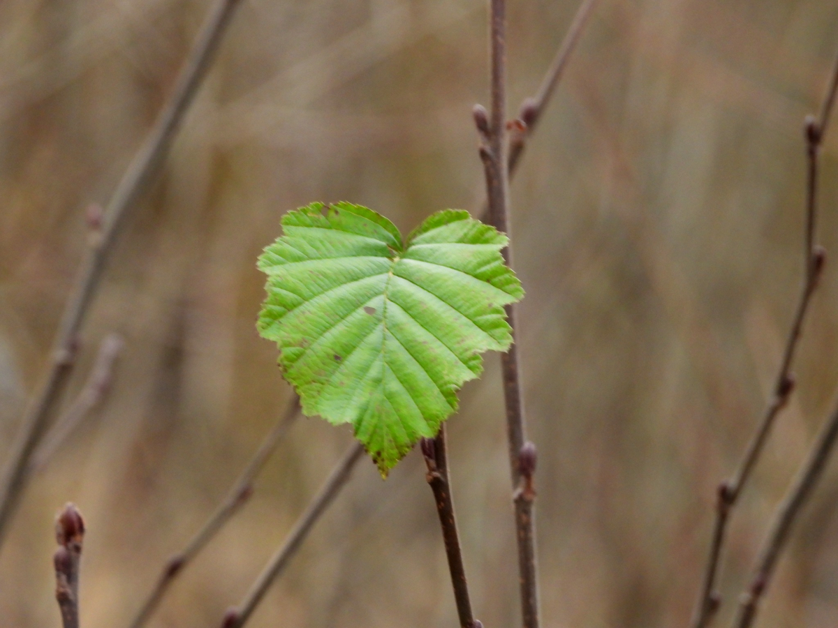 Nedēļas nogalē kļūs vēsāks, gaidāms neliels sals un sniegs