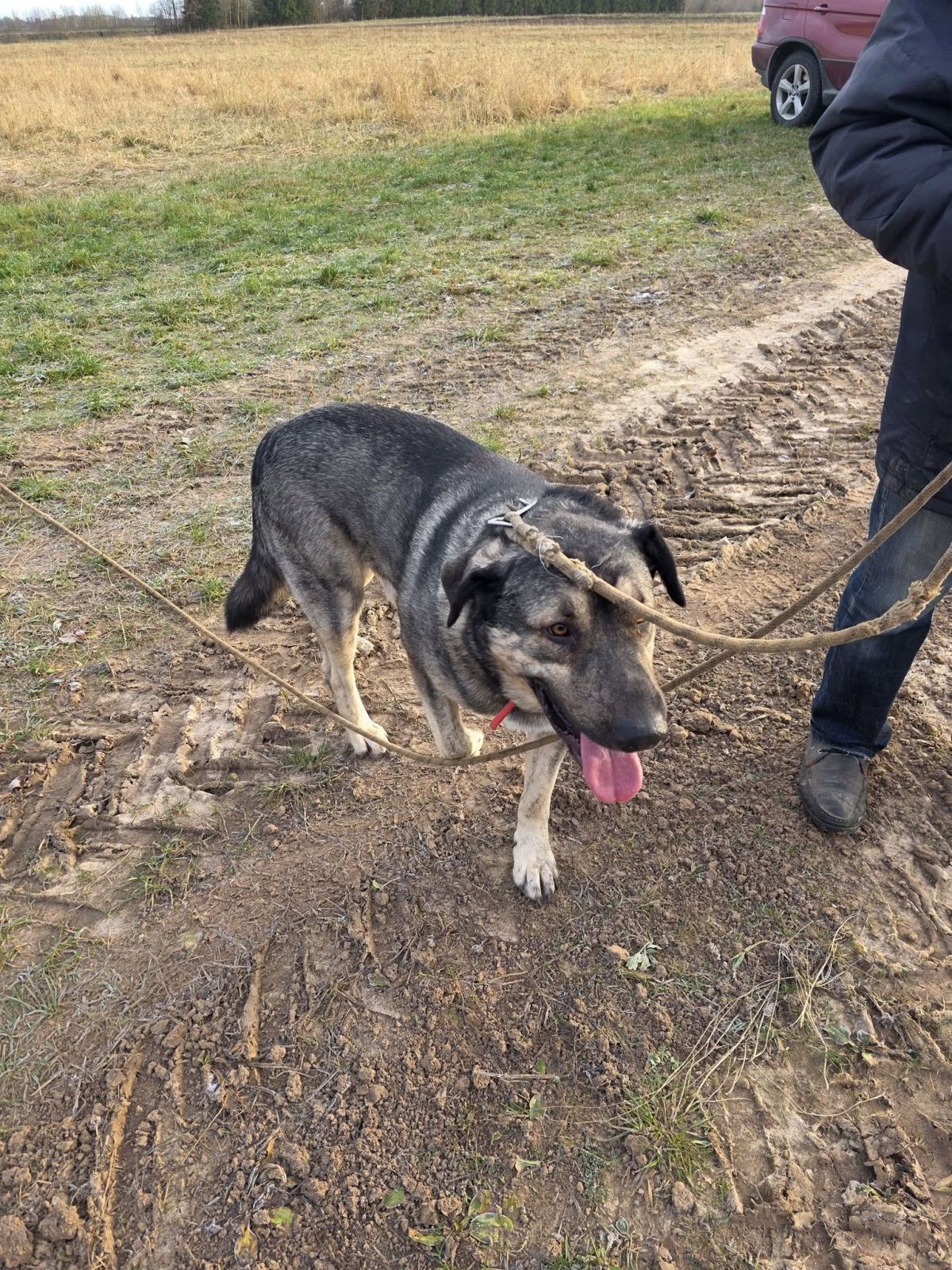 Jēkabpilī, Rīgas ielā pieklīdis suns. Saimniek, atsaucies!