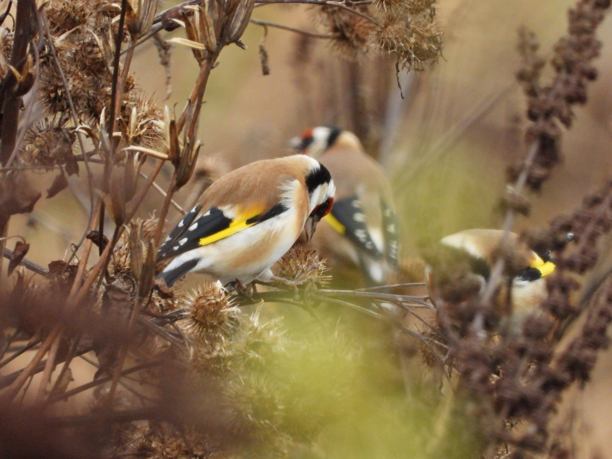 Jēkabpils Radio1 ziņas 2025.gada 21.novembrī