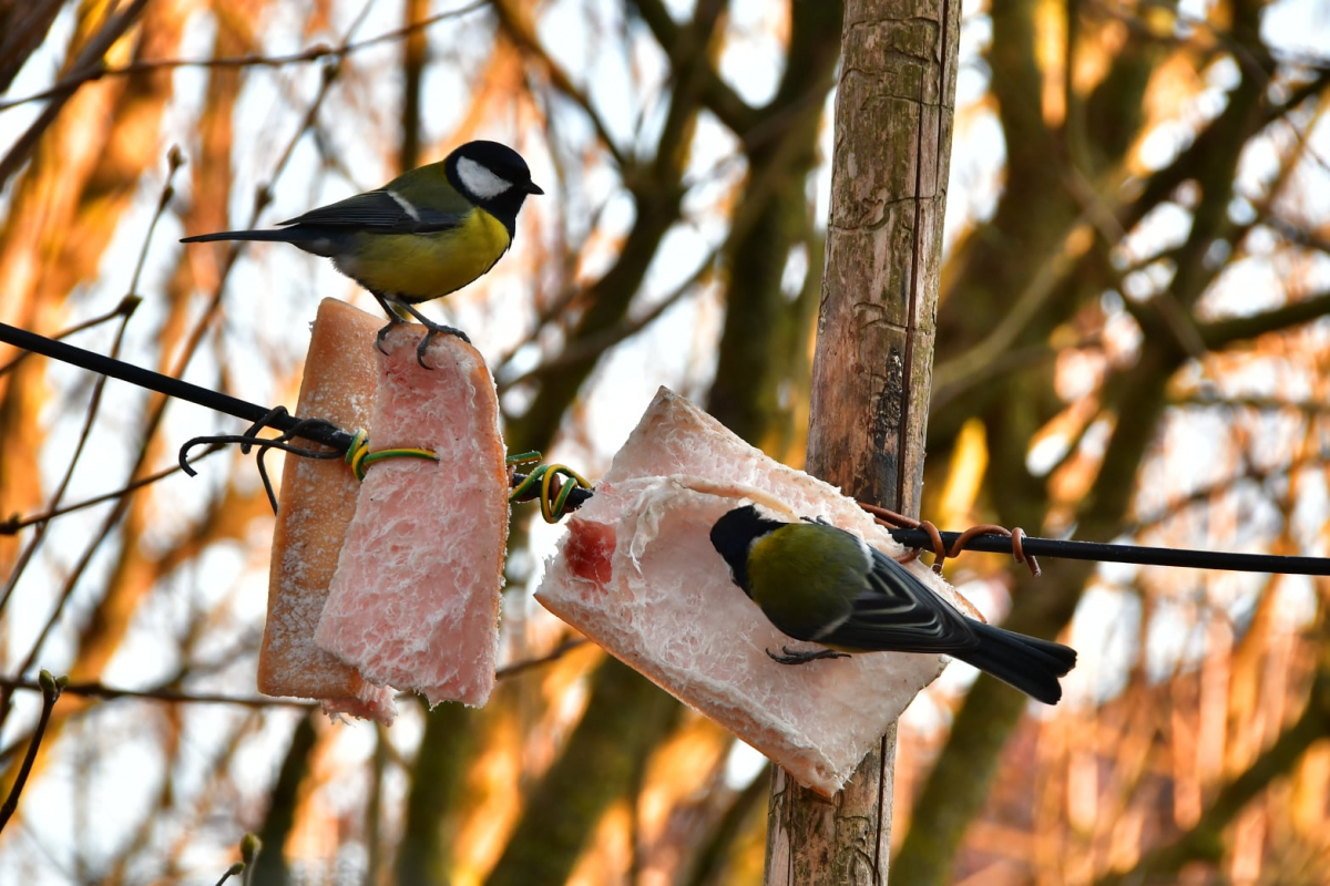 Nedēļas nogalē gaisa temperatūra noslīdēs zem nulles