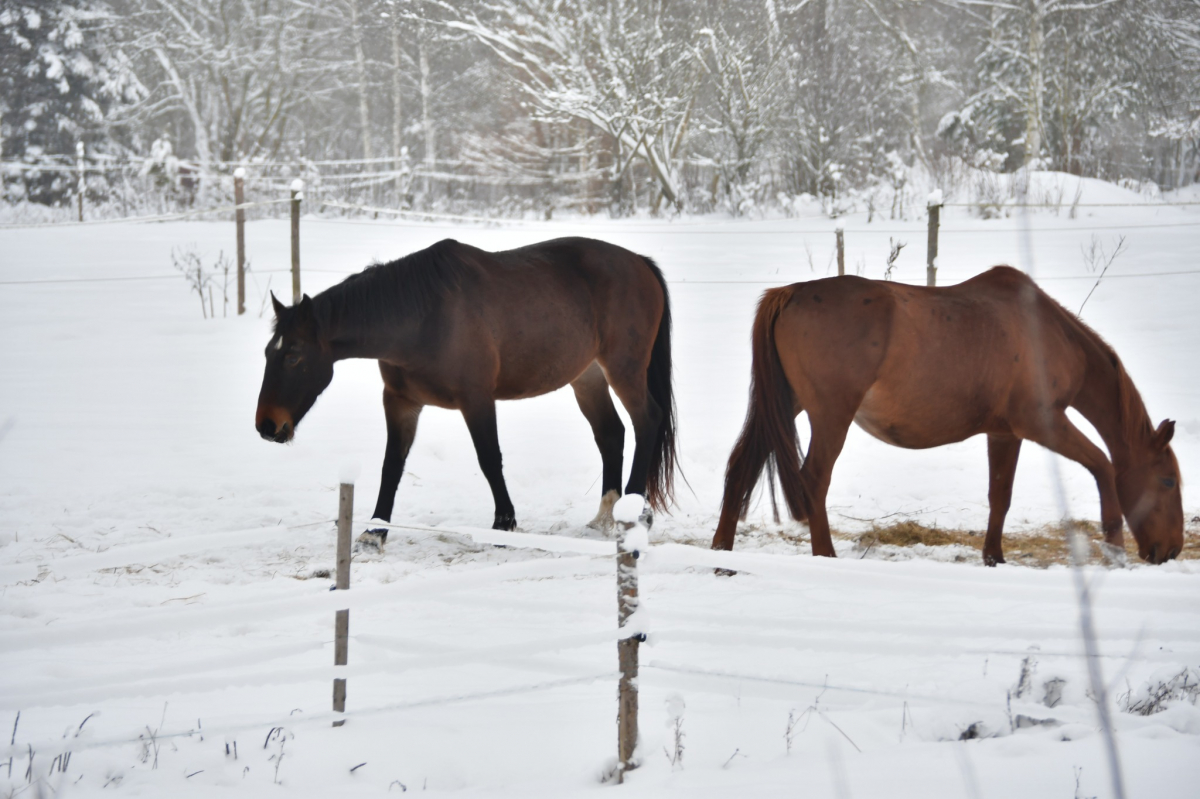 Jēkabpils Radio1 ziņas 2026.gada 7.janvārī
