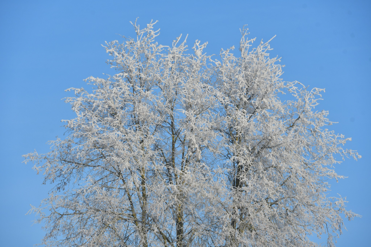 Janvāris noslēgsies ar aukstu laiku, brīvdienās temperatūra var noslīdēt zem -20 grādiem