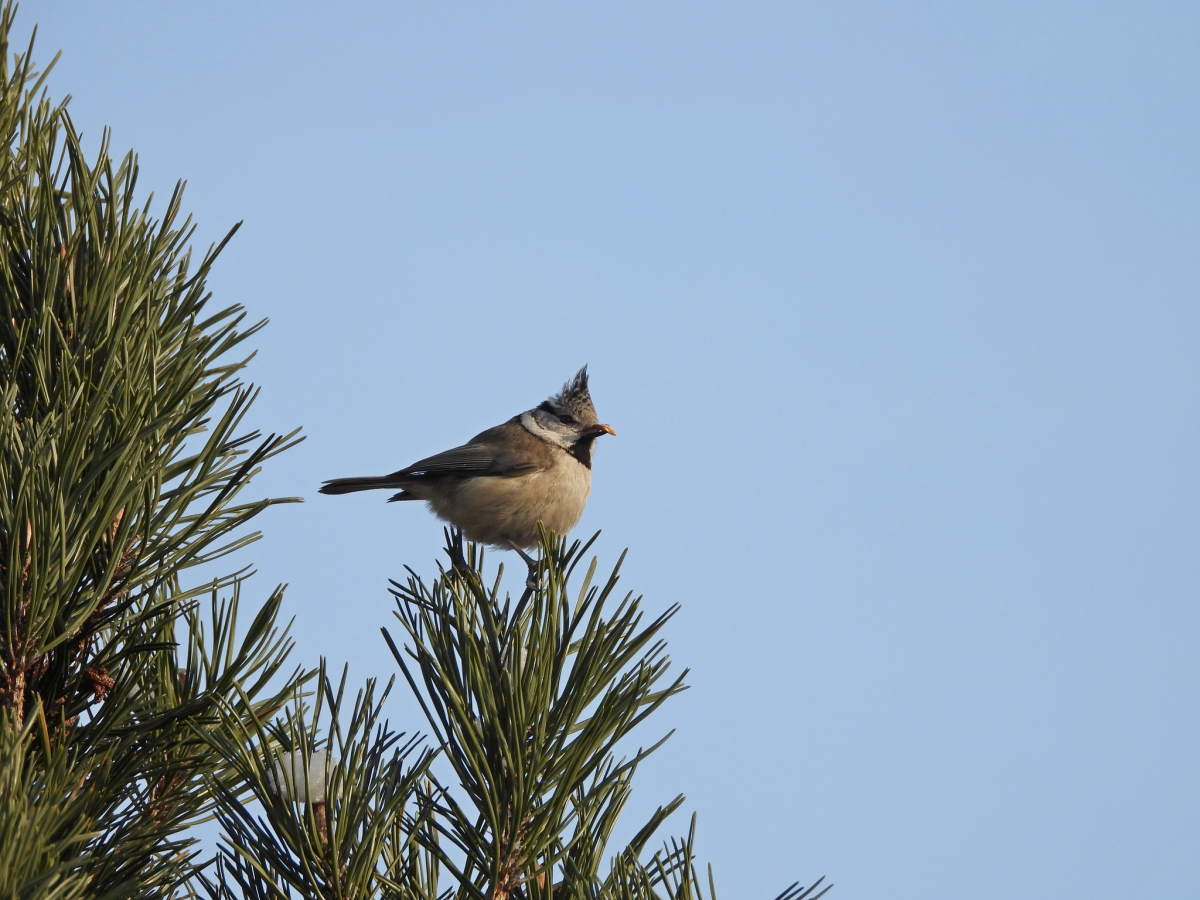 Jēkabpils Radio1 ziņas 2026.gada 26.janvārī