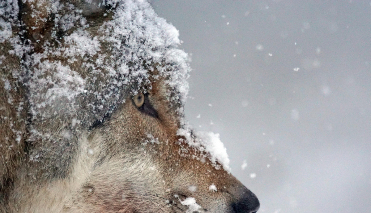 Aicina iedzīvotājus turpināt ziņot par vilku un citu lielo plēsēju klātbūtni