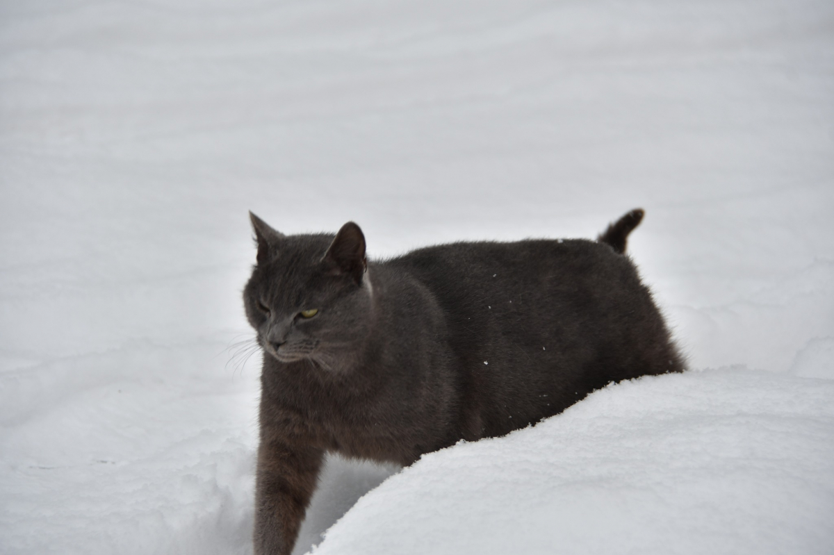 Nedēļas izskaņā var atnākt šīs ziemas bargākais sals