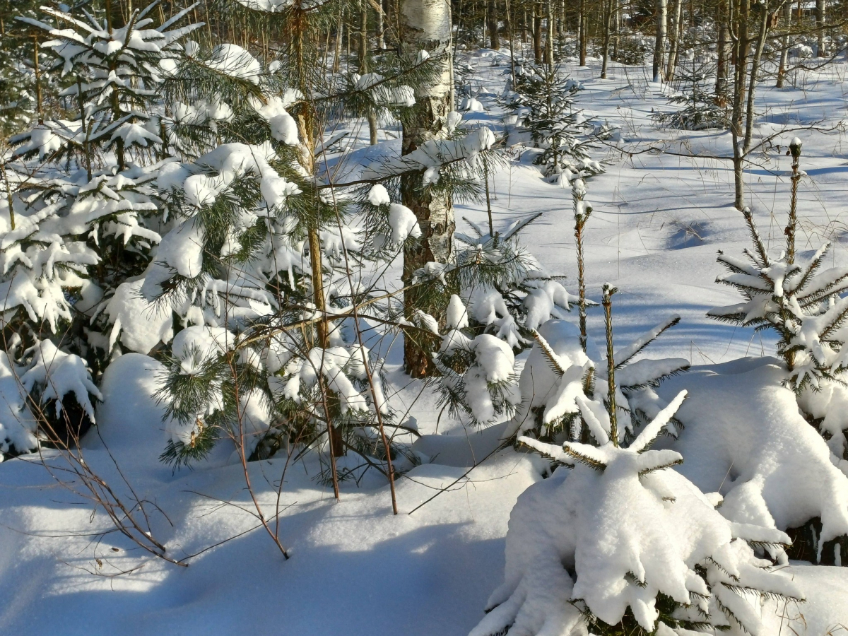 Jēkabpils Radio1 ziņas 2026.gada 29.janvārī