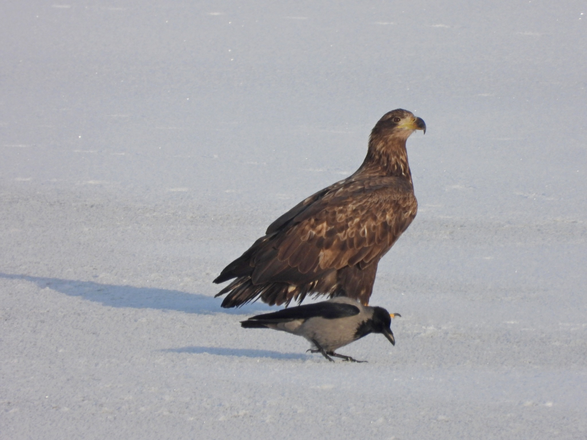 Jēkabpils Radio1 ziņas 2026.gada 12.februārī