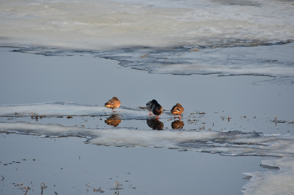 Jēkabpils radio1 ziņas 2026.gada 4.martā