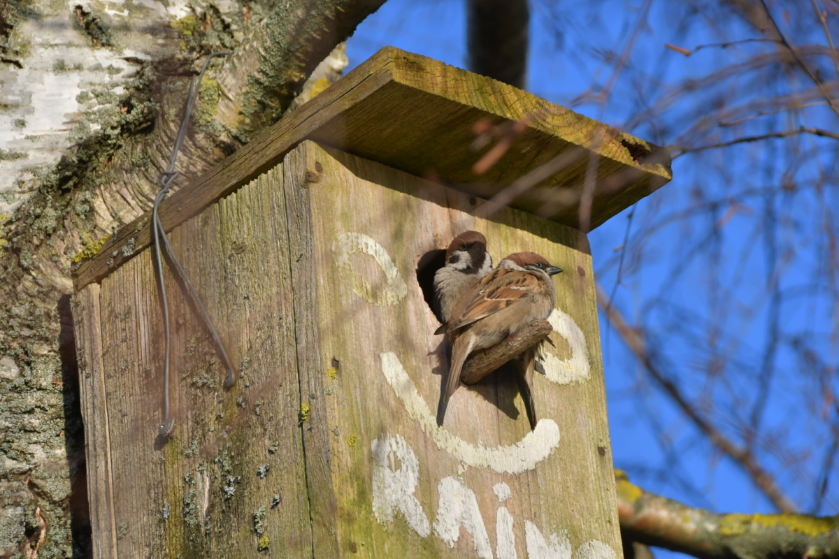 Jēkabpils Radio1 ziņas 2026.gada 11.martā