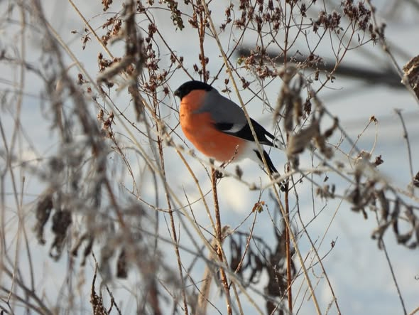 Brīvdienas būs saulainas; nākamnedēļ vietām snigs
