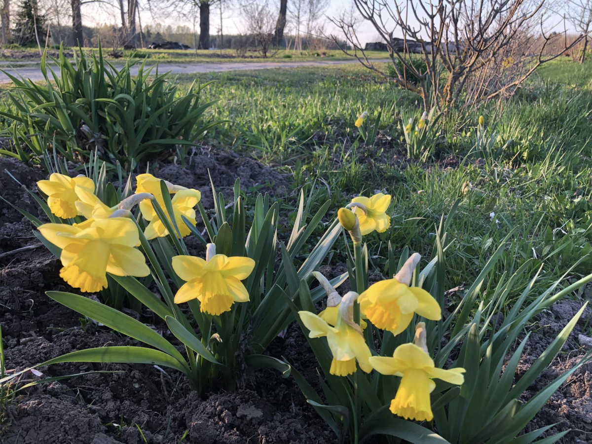 Jēkabpils Radio1 ziņas 2026.gada 17.aprīlī