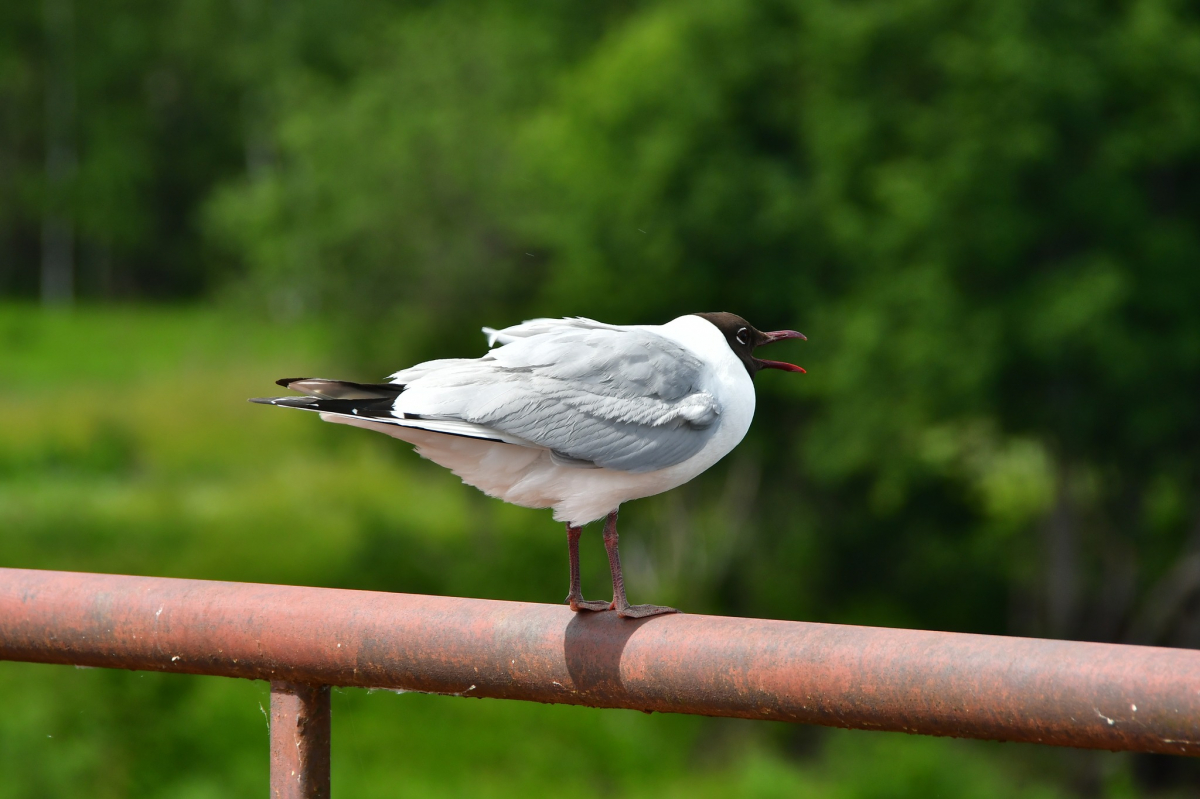 Jēkabpils Radio1 ziņas 2026.gada 13.aprīlī