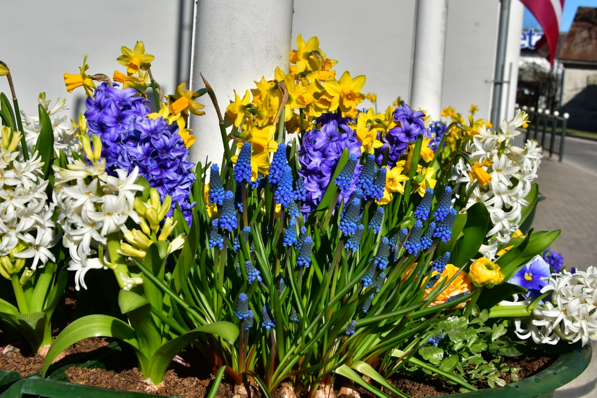 Nedēļas nogalē Latvijā turpināsies pavasarīgi silts laiks