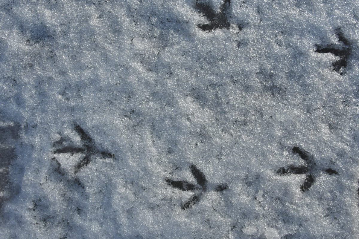 No 23. aprīļa brīžiem gaidāms lietus un sniegs