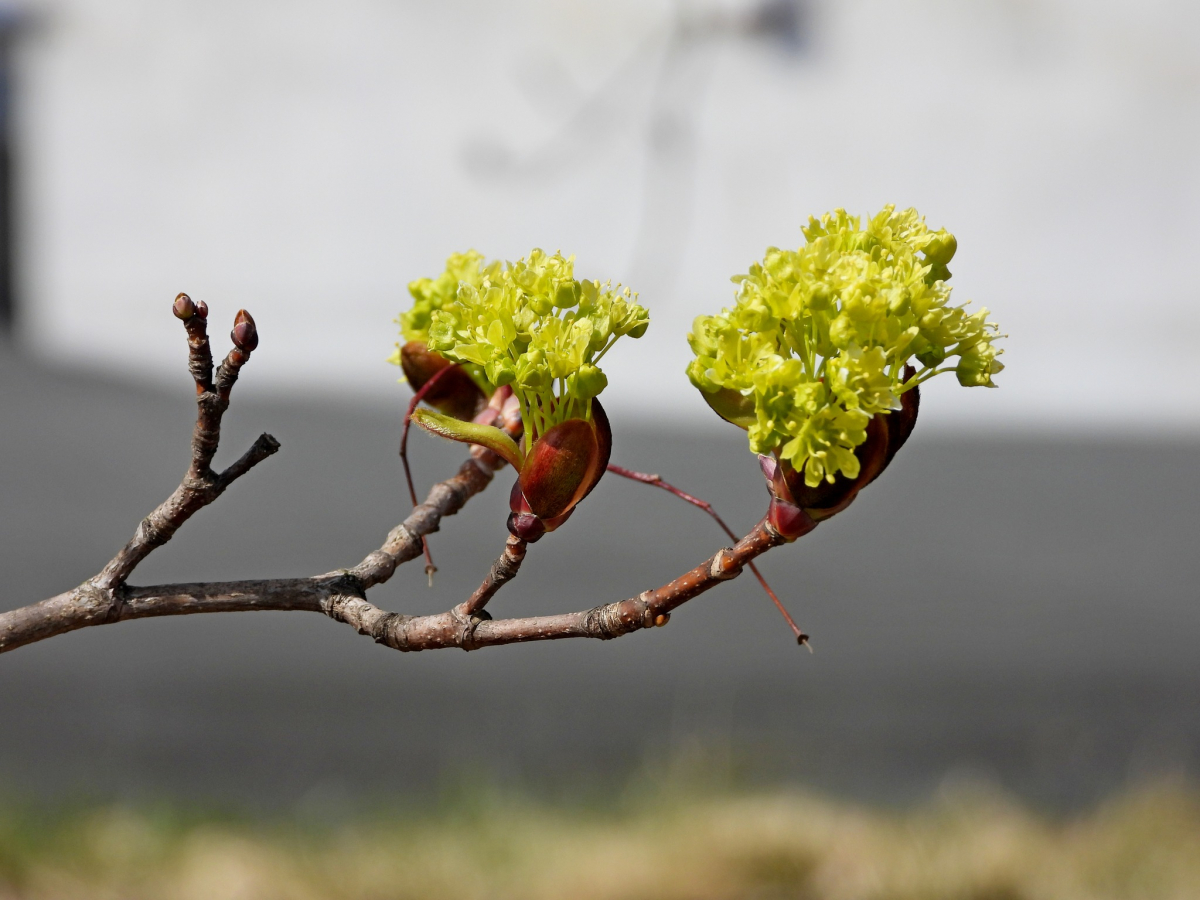 Jēkabpils Radio1 ziņas 2026.gada 21.aprīlī