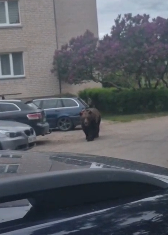 Jēkabpilī gaišā dienas laikā pa ielām skraida lācis (VIDEO)(PAPILDINĀTS)