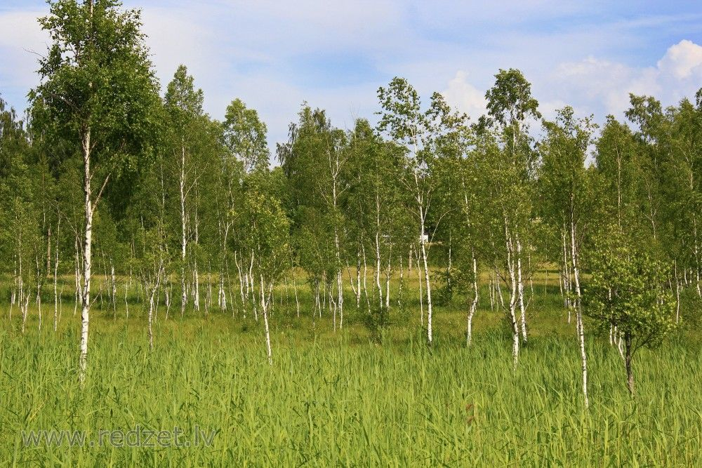 Latvijas iedzīvotāji uz Jāņiem valsts mežos drīkst nocirst līdz piecām bērzu meijām