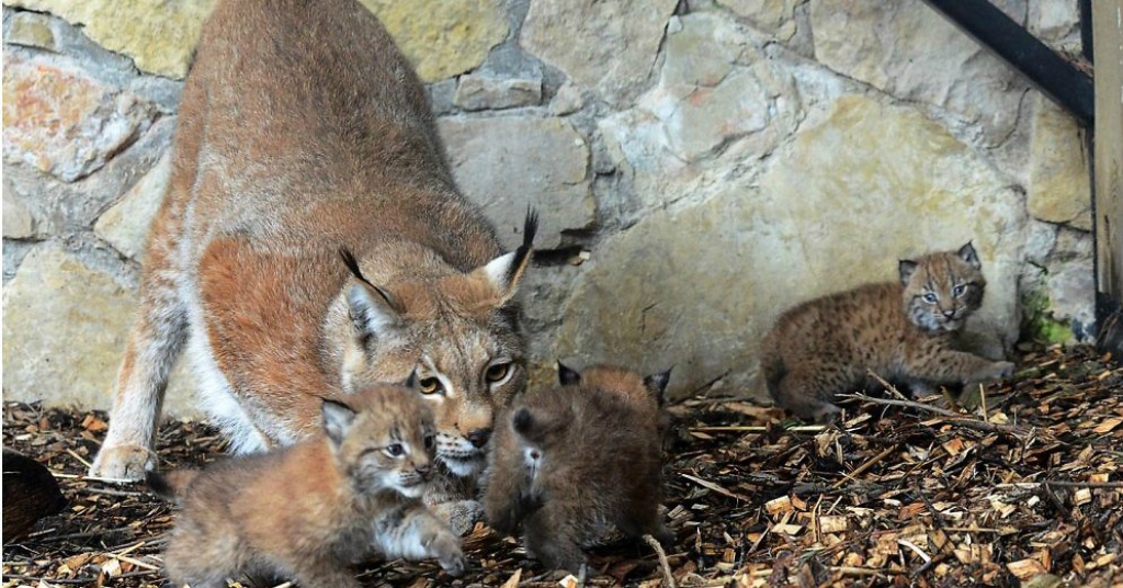 Videosveiciens no zoodārza mazajiem lūsēniem (VIDEO)