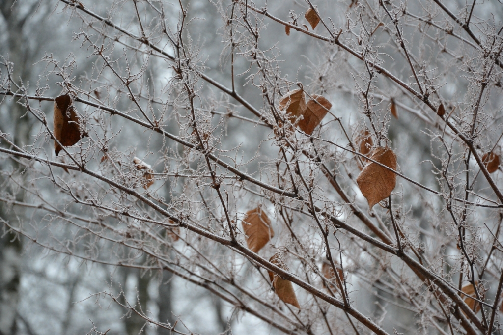 Latvijā iestājusies meteoroloģiskā ziema