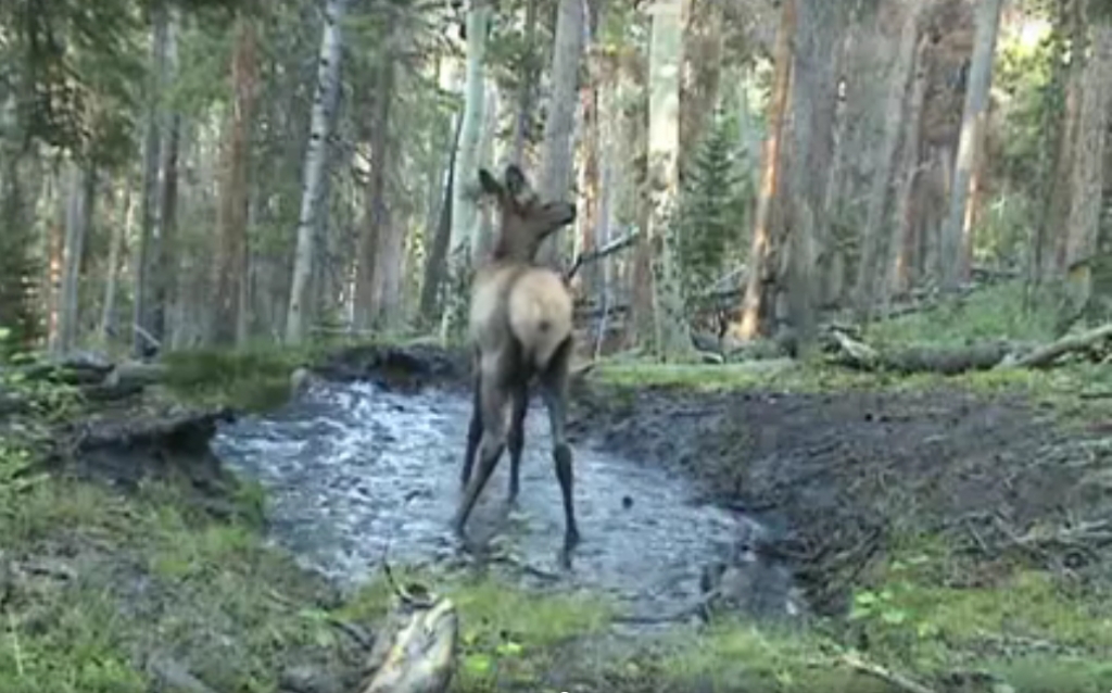 Video: Staltbriežu gotiņa dejo pa lietus peļķi